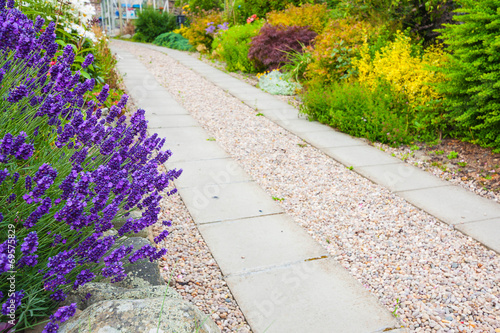 Obraz na płótnie A gravel pathway and lavender w salonie