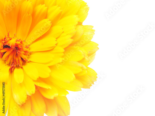 Fototapeta Naklejka Na Ścianę i Meble -  marigold flowers on a white background