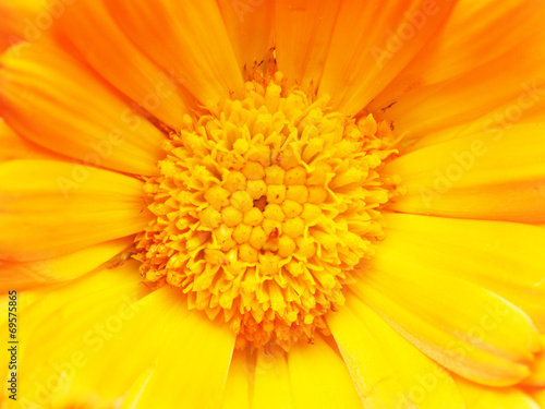 marigold flower close-up