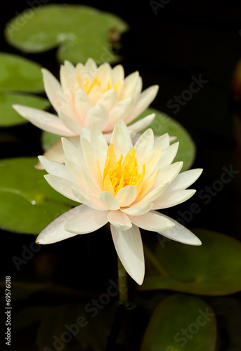 white lotus