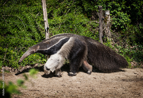 Giant anteater (Myrmecophaga tridactyla)
