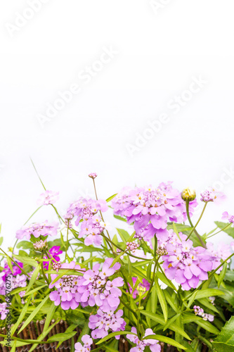 Violet flowers background on white