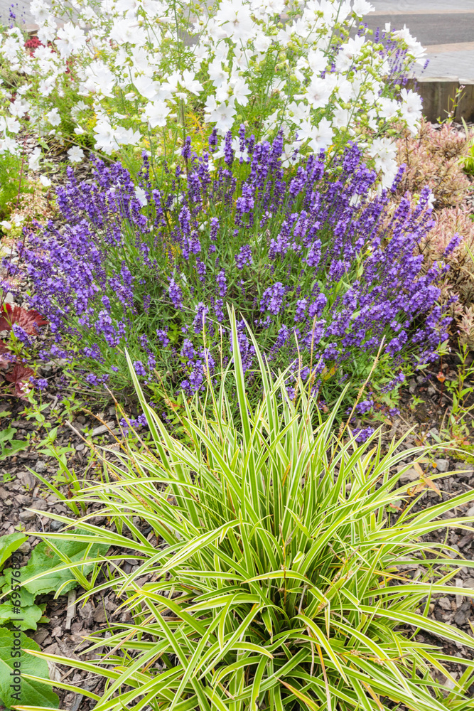 Obraz premium Beautiful summer garden with lavender blossom