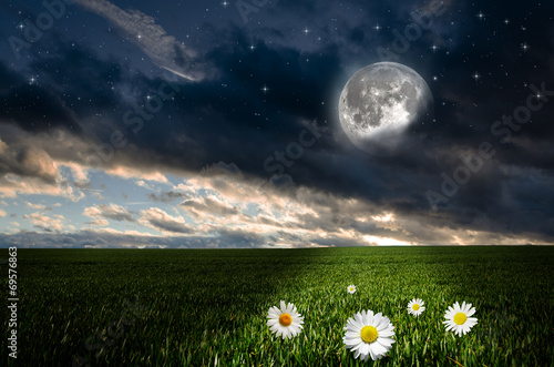 Fototapeta Naklejka Na Ścianę i Meble -  Daisy flower field in the nigh.