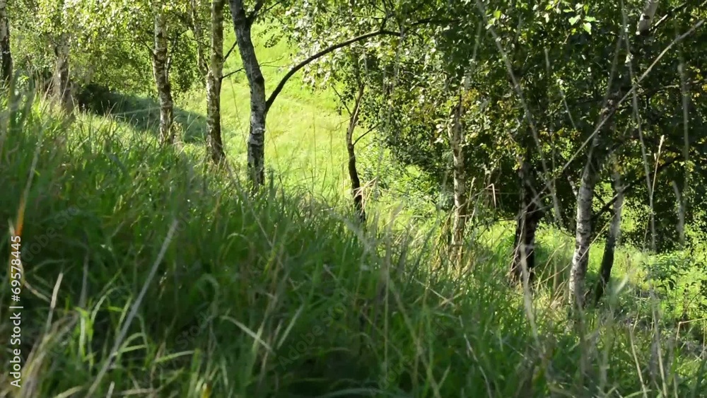 green grass with trees - hill - meadow of grass - sun rays green grass with trees - hill - meadow of grass - sun rays