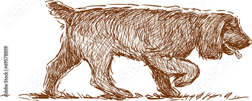 english cocker spaniel