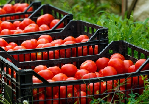 Fresh Organic Tomatoes