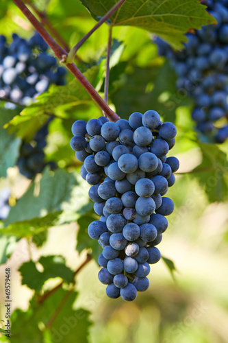 Wallpaper Mural Branch of red wine grapes Torontodigital.ca