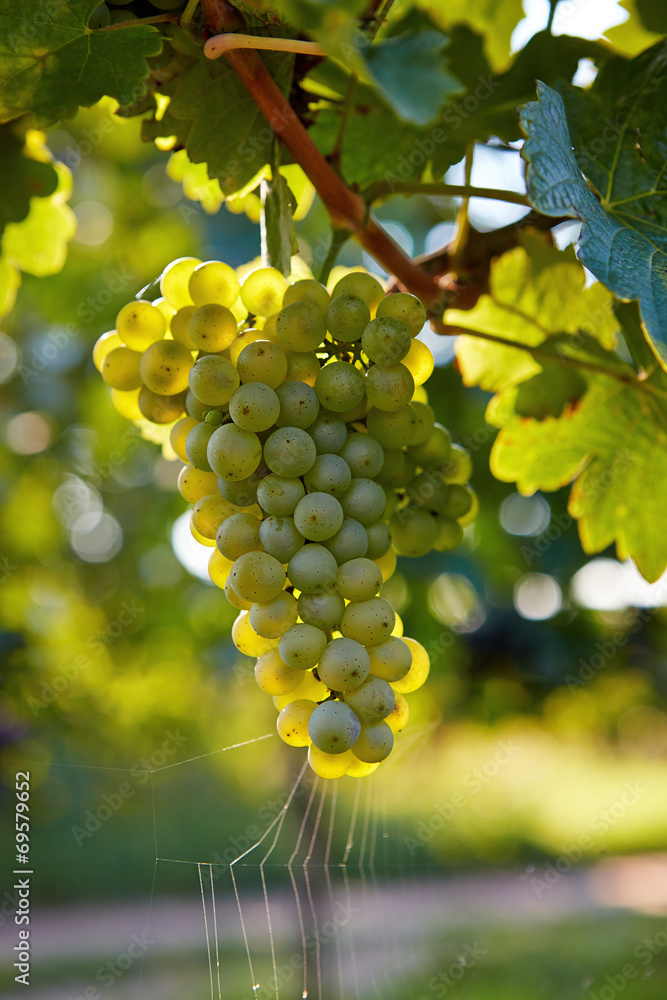 Fototapeta premium Branch of white wine grapes