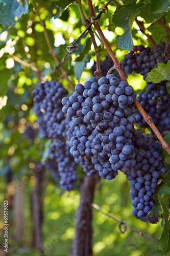Wallpaper Mural Branch of red wine grapes Torontodigital.ca