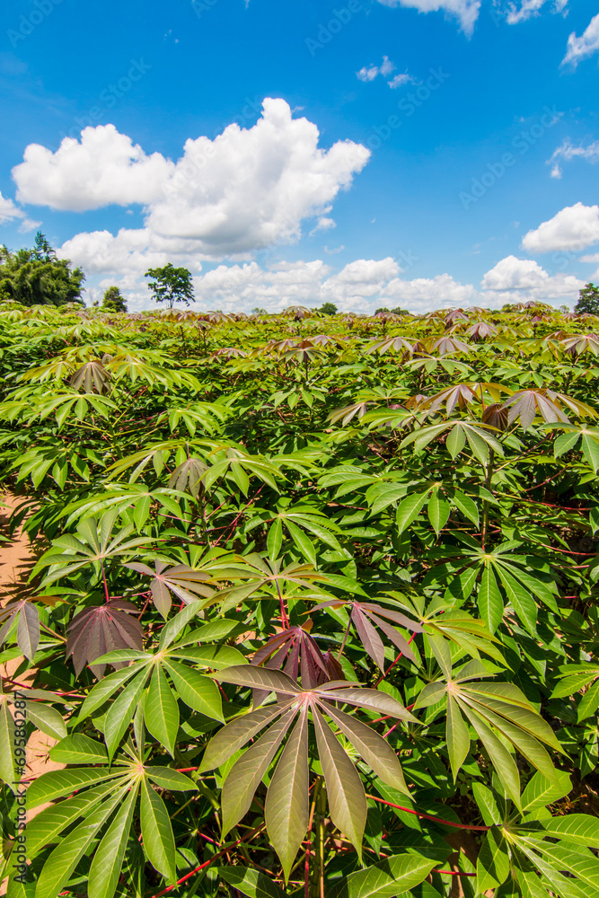 cassava field cassava field