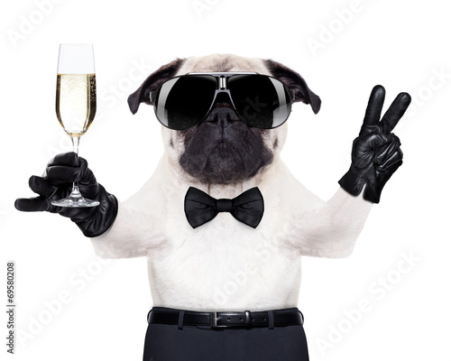 champagne glass dog