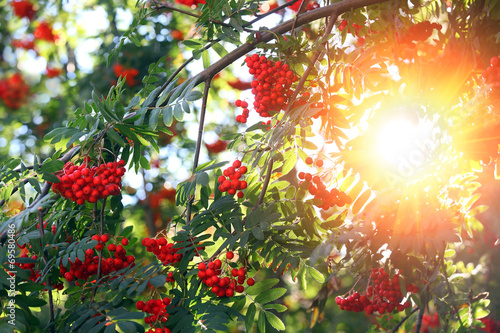 Photos Rowanberries close up