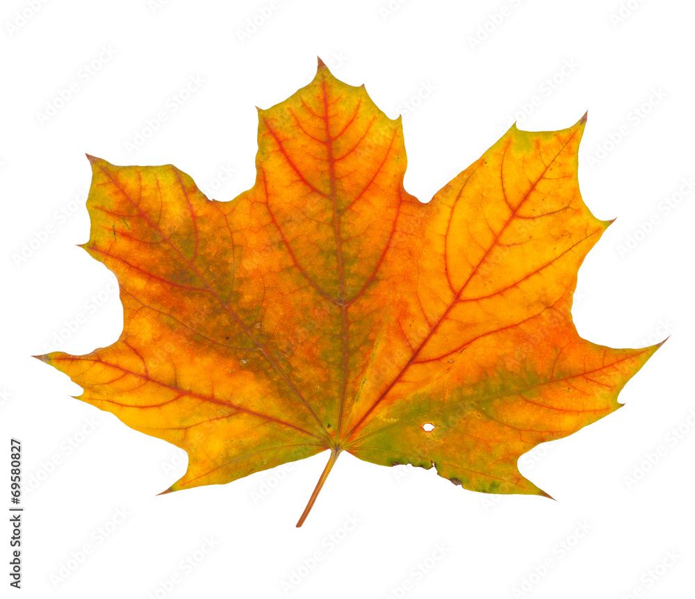 Autumn maple branch with leaves isolated on a white background Autumn maple branch with leaves isolated on a white background
