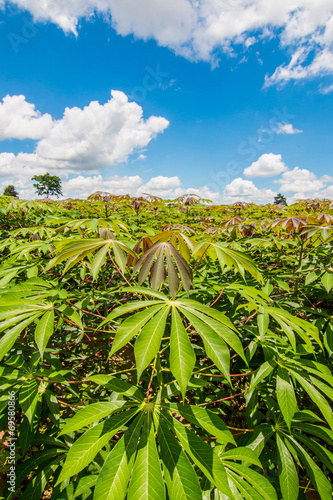 cassava field