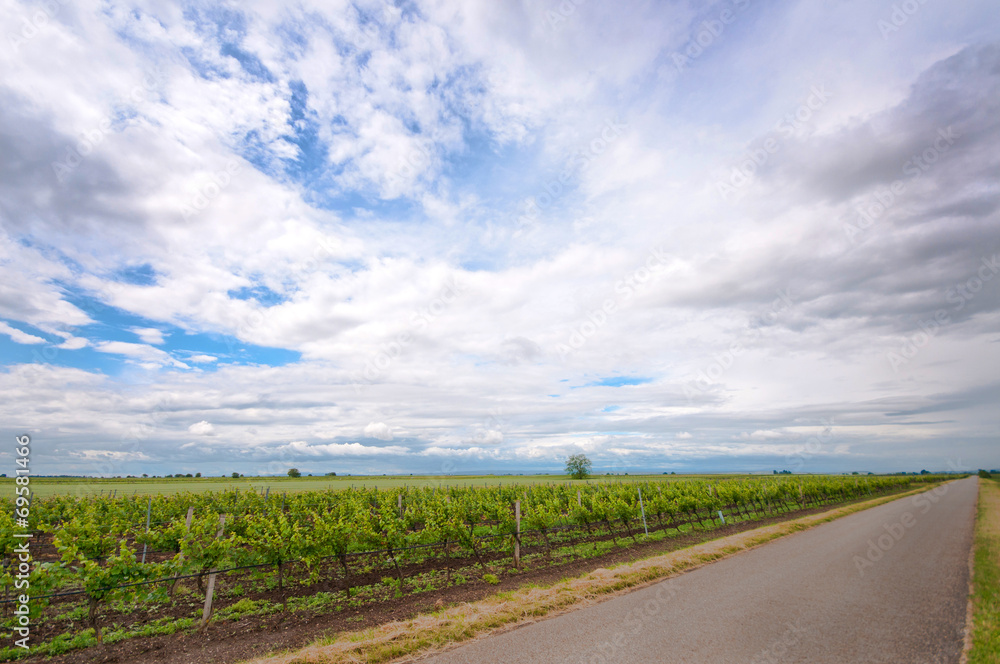 vineyards in a rural landscape in Burgenland Austria