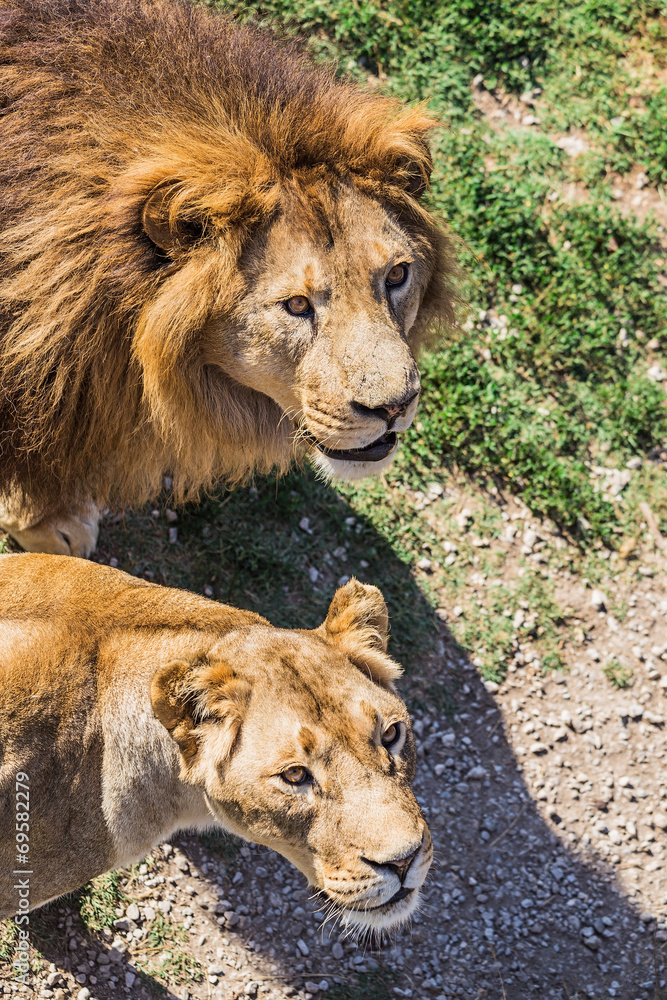 Obraz premium Lion Pride in nature