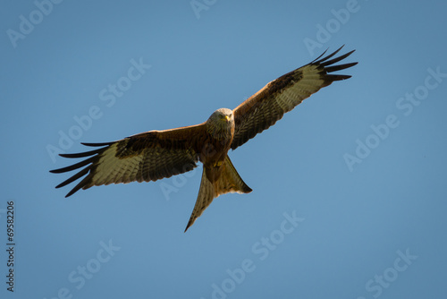 Red Kite in flight © fotogenix