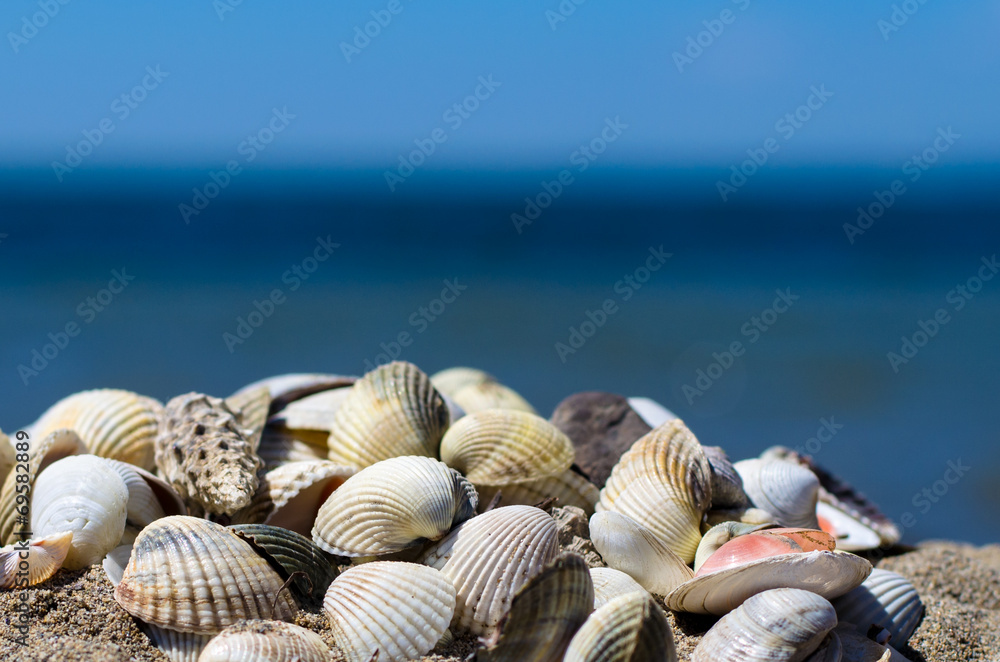 seashells seashells