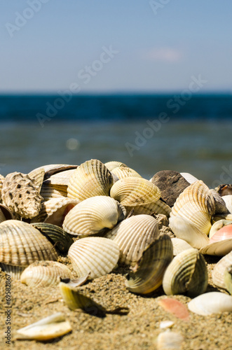 summer sea shells background