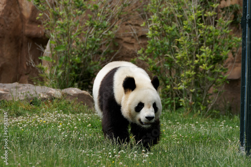 panda-22 © logan17