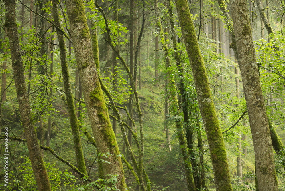 Forest Forest