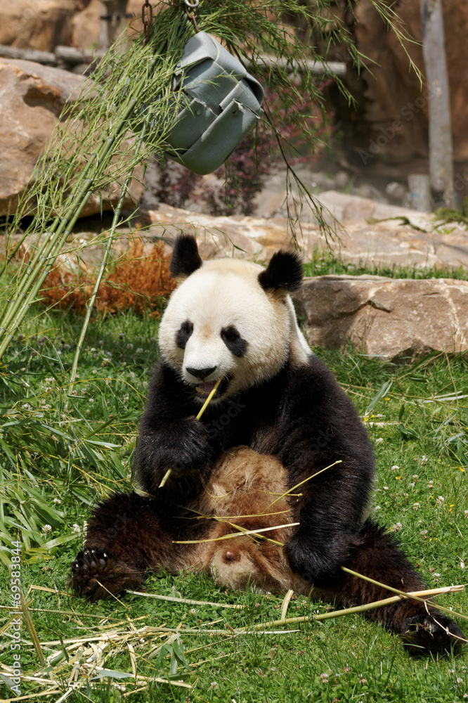 Fototapeta premium panda-30