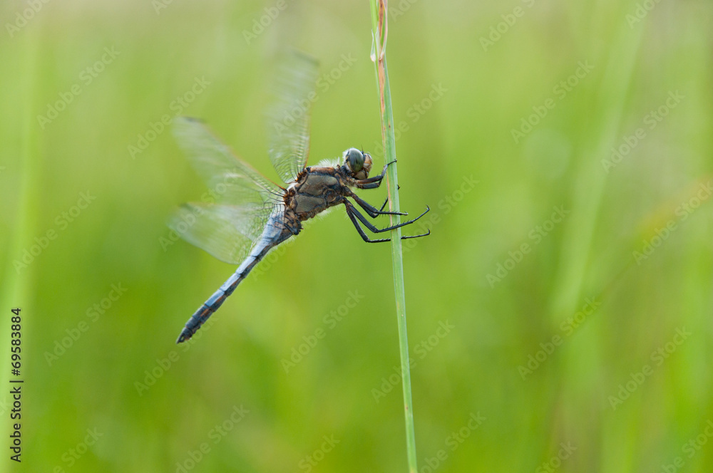 dragonfly on a blade of grass on a soft green background