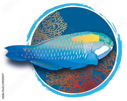 Atoll - Poisson perroquet