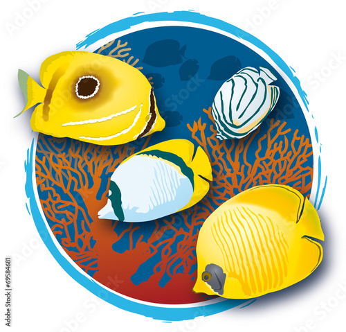 Atoll - Poissons papillons