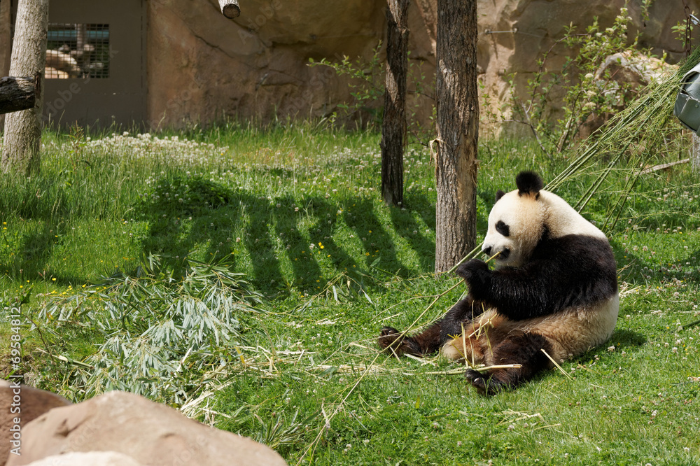 Obraz premium panda-15