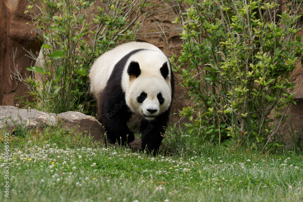 Fototapeta premium panda-10