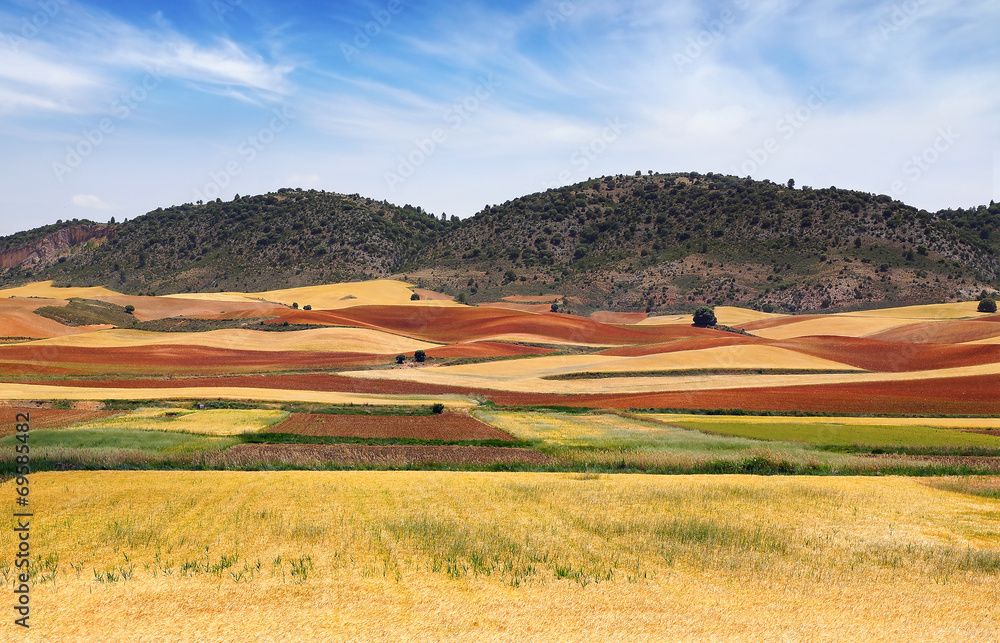 Fototapeta premium Picturesque nature rural landscape with fields.