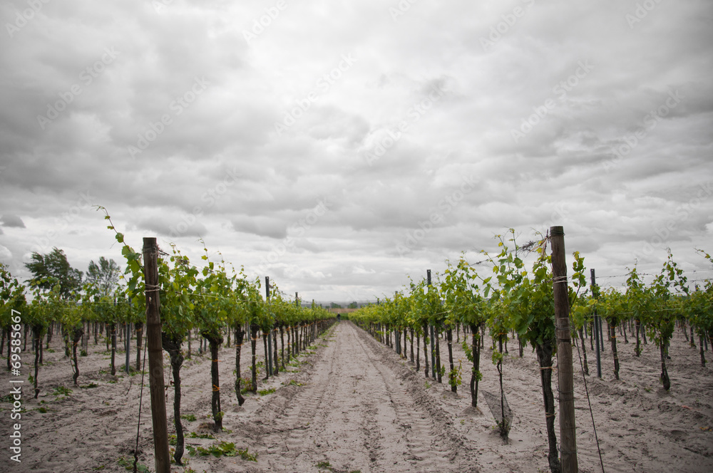 vineyards in Burgenland on a rainy day