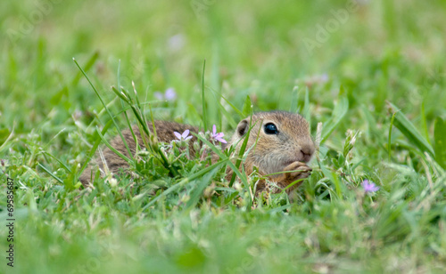 european ground squirrel hidden in the grass with lilac flowers