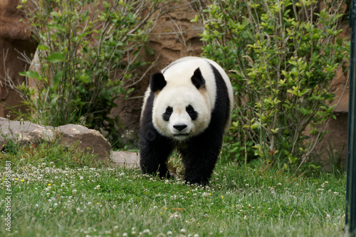 panda-1000