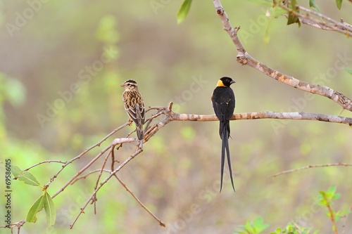 Long-tailed paradise whydah male and female photo