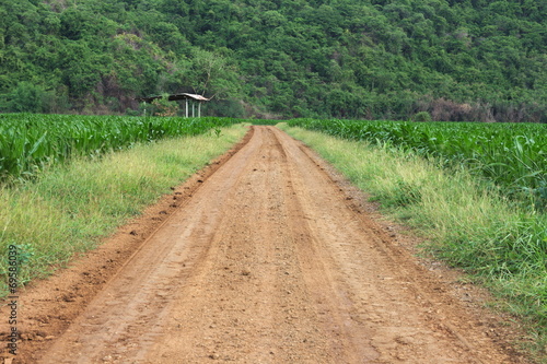 Dirt road through the middle nature field corn