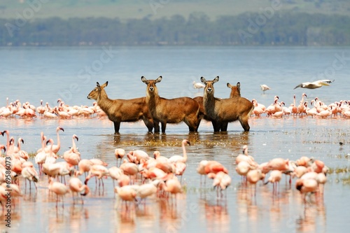 Family of waterbuck bathing