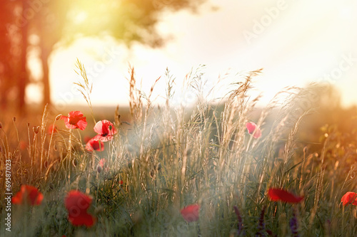 Fototapeta Naklejka Na Ścianę i Meble -  Sunset in field of red poppy flowers