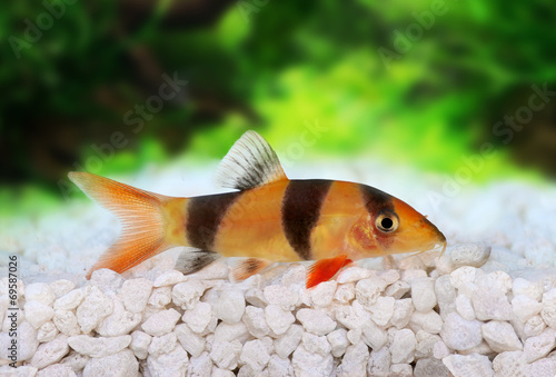 Obraz na plátně Clown loach tiger botia catfish Botia macracanthus