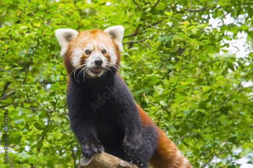 Fotografie Red panda (Ailurus fulgens)