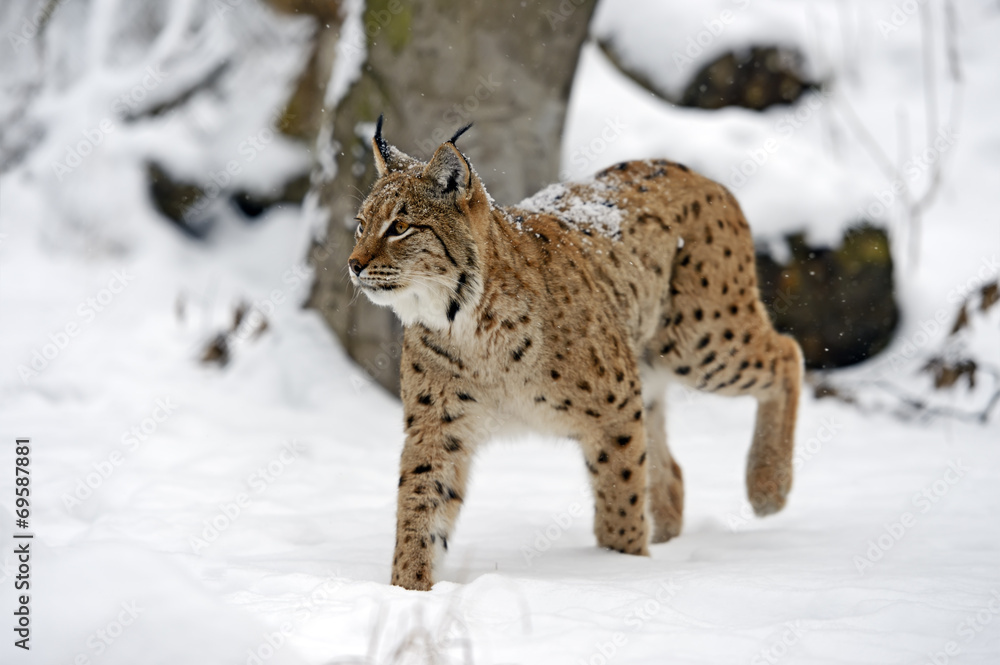 Lynx