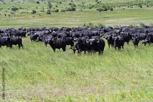 Wallpaper Mural African Buffalo Torontodigital.ca