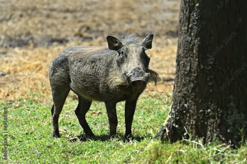 Fototapeta premium Wild boar