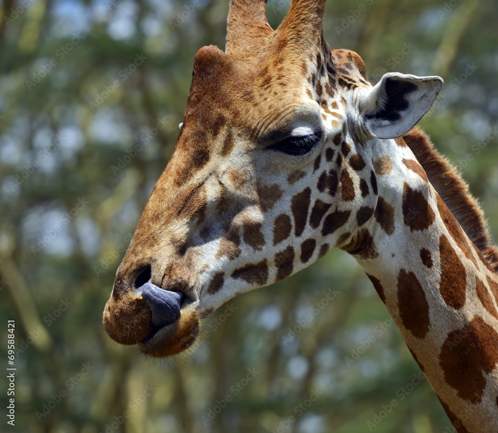 Obraz premium Giraffe