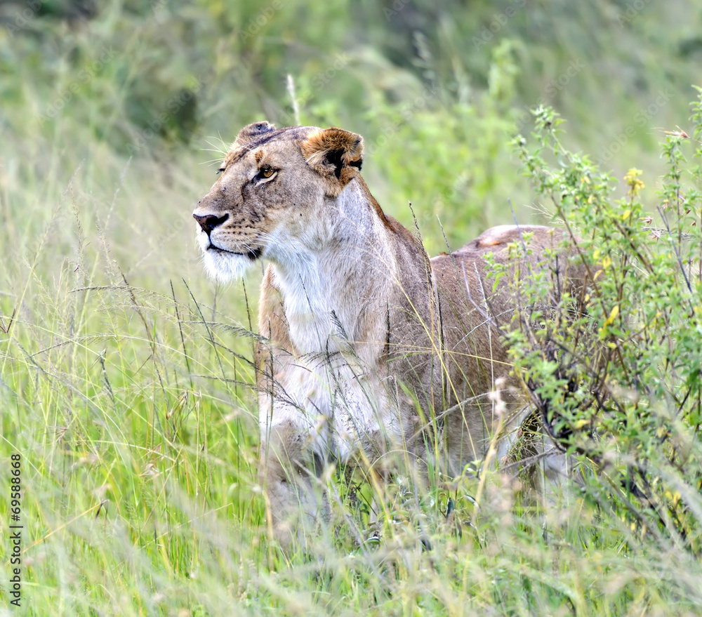 Naklejka premium Masai Mara