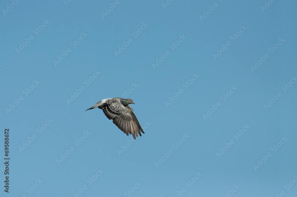 Obraz premium pigeon flying on the blue sky