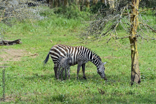 Zebra