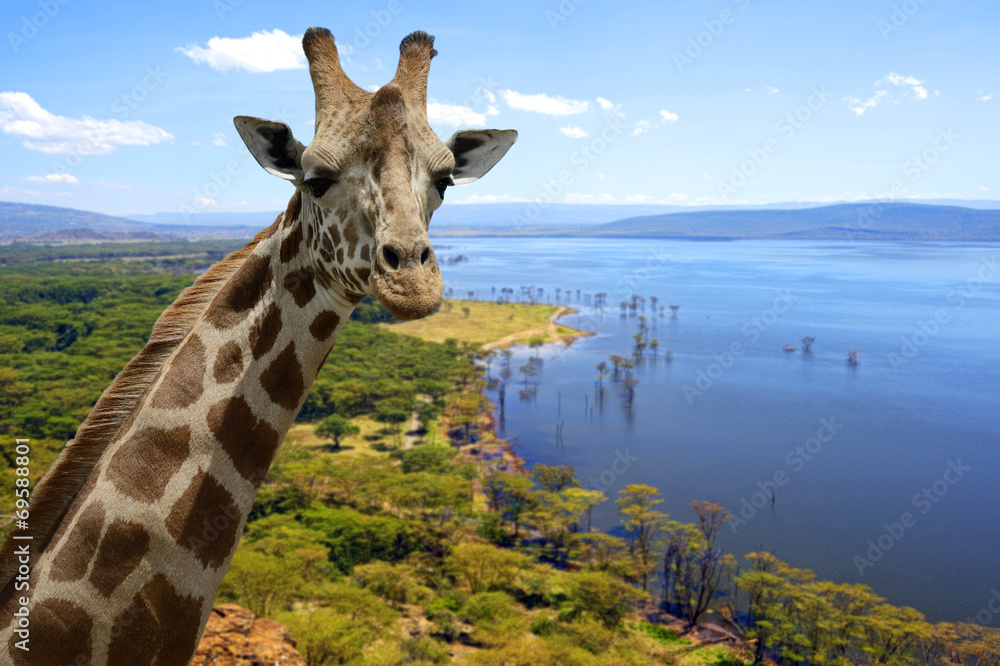 Obraz premium Giraffe